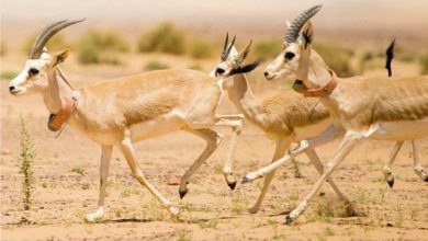 صورة إطلاق 19 من غزال الريم بمنطقة الخنفة بمحمية الملك سلمان بن عبدالعزيز الملكية