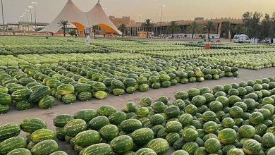 صورة سوق الحبحب في القصيم يعزز الجانب الاقتصادي لمزارعي المنطقة