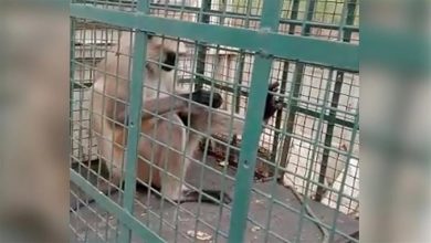 صورة هاجم 20 شخصا في أسبوعين.. كيف أُلقي القبض على أخطر قرد في الهند؟