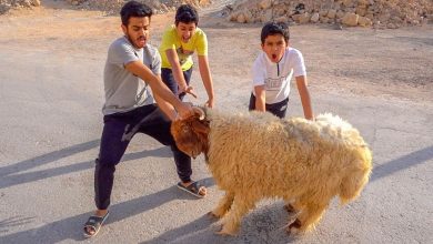 صورة مطاردة كوميدية.. شباب يحاولون الإمساك بخروف هربان (فيديو)