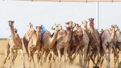 صورة اليوم.. انطلاق النسخة الخامسة من مهرجان ولي العهد للهجن بالطائف