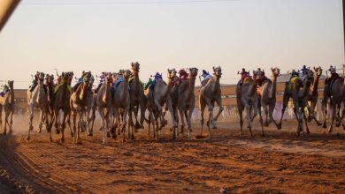 صورة 155 ألفا جائزة الماراثون النسائي في مهرجان ولي العهد للهجن  أخبار السعودية