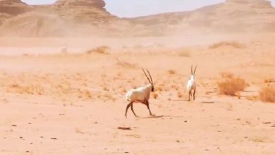 صورة عقوبة الاتجار بالكائنات المهددة بالانقراض تصل إلى السجن والغرامة