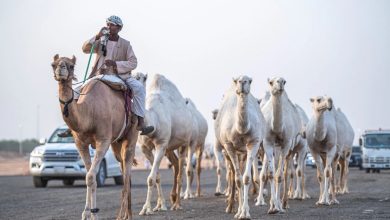 صورة بتوجيه وتشريف أمير القصيم.. انطلاق مزاد عنيزة للإبل الثلاثاء لتفعيل السياحة التراثية والاقتصادية