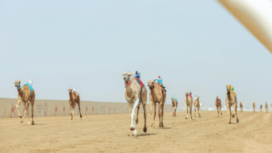 صورة تتويج الفائزين في سباق ماراثون اليوم الوطني الـ 93 للهجن