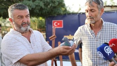 صورة حمامة تركية تفوز بـ 11 ألف دولار.. ما القصة؟