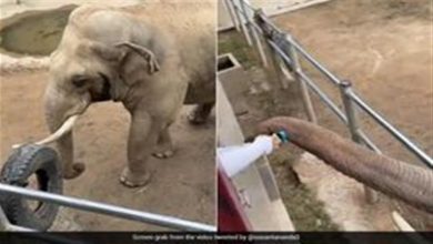 صورة لن تتوقع.. هذا ما فعله فيل بعد سقوط حذاء طفل داخل حظيرته (فيديو)