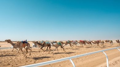 صورة قيمة هجن نهائي مهرجان ولي العهد تتخطى 4 مليارات ريال