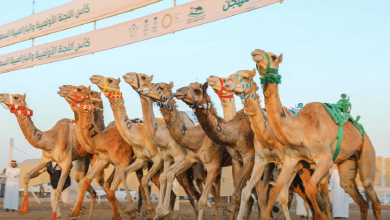 صورة اليوم.. بدء التسجيل في كأس اللجنة الأولمبية العربية السعودية للهجن