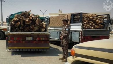 صورة دوريات الأمن بمنطقة الجوف تضبط مخالفًا لنظام البيئة