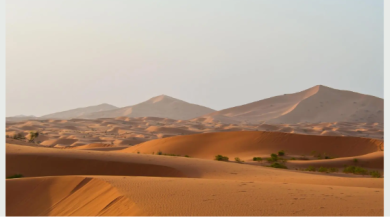 صورة منع أنشطة الصيد والتخييم وإشعال النار.. محمية «عبدالعزيز الملكية» تُعلن الاشتراطات البيئية في المحمية