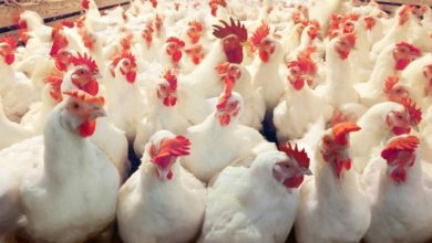 صورة إعدام 27700 طائر في ألمانيا والدنمارك بسبب «H5N1»  أخبار السعودية