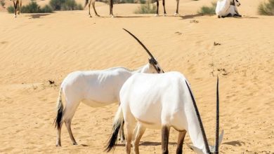 صورة محميات تسترضي الطبيعة كي لا تنتقم لنفسها  أخبار السعودية