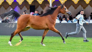 صورة برعاية خادم الحرمين.. انطلاق منافسات العرض الدولي السادس لجمال الخيل العربية الأصيلة غدًا