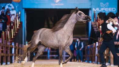 صورة انطلاق العرض الدولي السادس لجمال الخيل العربية الأصيلة بالرياض الأربعاء القادم