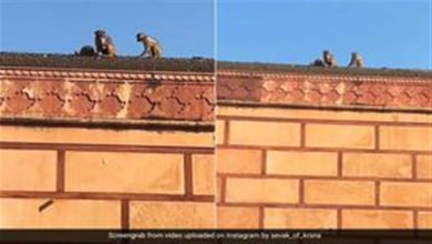 صورة أغرب من الخيال.. قرد يسرق آيفون رجل ويعيده بعد “صفقة” (فيديو)