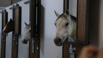 صورة فندق “5 نجوم” في تركيا للخيول فقط.. ما قصته؟