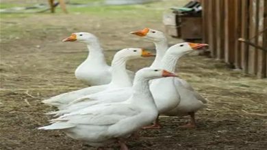 صورة سجن يستبدل كلاب الحراسة بالإوز لهذا السبب