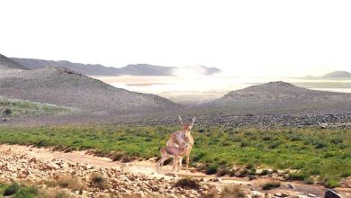 صورة 25 نوعاً من الطيور المهددة بالانقراض بمحمية الملك سلمان على القائمة الحمراء  أخبار السعودية