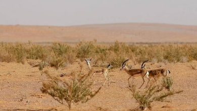 صورة خروج “المختبئات” في محمية الإمام تركي تُعد دلالةً على الاعتدال الربيعي