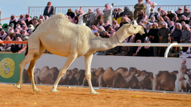 صورة استبعاد عدد من المشاركين بمهرجان جادة الإبل بحائل وتغريمهم وحرمانهم 5 سنوات