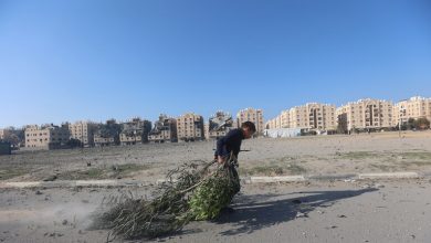 صورة بلدية غزة: الجيش الإسرائيلي دمر مشتل البلدية شمال شرق القطاع