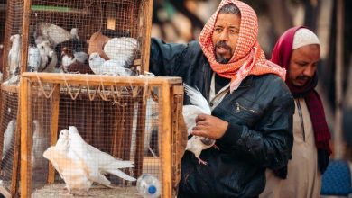 صورة مبادرة خفض الأسعار.. الدواجن فوق الحد الأقصى والبيض يتحدى بزيادة 33 جنيها