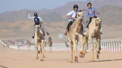 صورة انطلاق بطولة العالم للقدرة الدولية للهجن 4 مايو المقبل في محافظة العلا