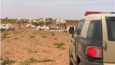 صورة ضبط مقيم سوداني لارتكابه مخالفة رعي في محمية الملك سلمان الملكية