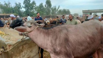 صورة كيف تشتري أضحية سليمة ومناسبة؟.. 10 علامات تاخد بالك منها (فيديو)