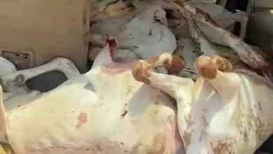 صورة إحباط تهريب 466 ذبيحة فاسدة ورصد 102 من المسالخ العشوائية بجدة  أخبار السعودية