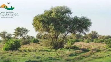 صورة محمية الإمام عبدالعزيز بن محمد الملكية تشدد على منع الرعي دون ترخيص رسمي