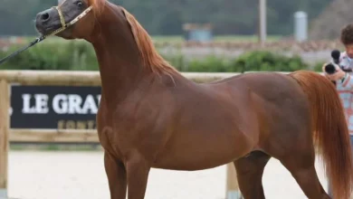 صورة برعاية منصور بن زايد.. البطولة الـ 5 لكأس الإمارات العالمي لجمال الخيل العربية تنطلق غدا من الدنمارك