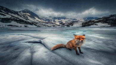 صورة بينها اثنتان من مصر.. 35 صورة ساحرة فائزة بالجائزة العالمية للتصوير بالمحمول