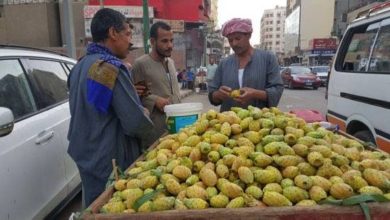 صورة عربات التين الشوكي تغزو الشوارع المصرية.. ماذا تعرف عن هذه الثمرة ؟  أخبار السعودية