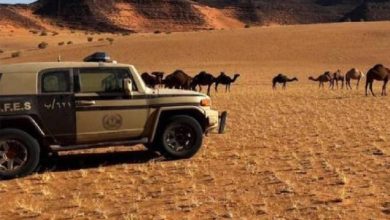 صورة «الأمن البيئي» تضبط مخالفاً لارتكابه مخالفة رعي في محمية الملك سلمان الملكية  أخبار السعودية