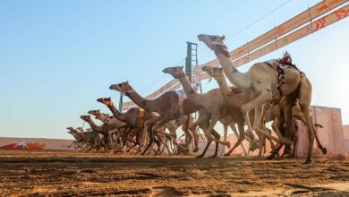 صورة أين تطبيق الهجن ؟  أخبار السعودية