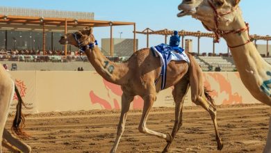 صورة انطلاق فئة الـ«ثنايا» بمشاركة 1470 مطية.. اليوم  أخبار السعودية