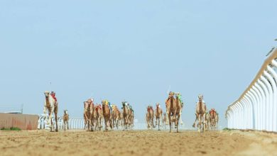 صورة مهرجان الهجن يشعل حنين المطايا لِسوق عكاظ  أخبار السعودية