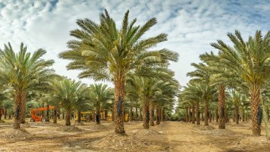 صورة استخدام مياه الاستزراع السمكي في ريّ النخيل زاد من وزن التمور بـ 26% في المملكة  أخبار السعودية