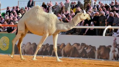 صورة “صوت النجر” يعيد لزوار مهرجان جادة الإبل في الطائف إرث الماضي