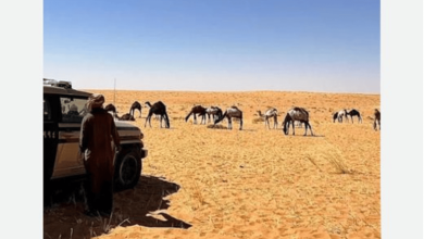 صورة ضبط مواطن لارتكابه مخالفة رعي بمحمية الإمام عبدالعزيز بن محمد الملكية