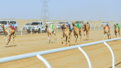 صورة في اليوم الافتتاحي للمنافسات.. كؤوس الاتحاد السعودي للهجن الأولى سعودية