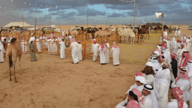 صورة مزاد نجران للإبل يُعزز الموروث الثقافي في المملكة