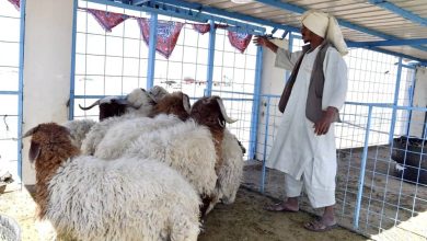 صورة «البلديات»: إنشاء أسواق النفع العام خارج النطاق العمراني  أخبار السعودية