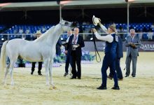 صورة النصر: الرياض تزخر بتاريخ الخيول العربية في تقاطع التقاليد والحداثة  أخبار السعودية