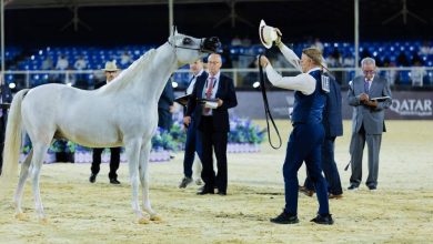 صورة النصر: الرياض تزخر بتاريخ الخيول العربية في تقاطع التقاليد والحداثة  أخبار السعودية