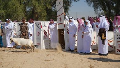 صورة محافظ الأحساء يرعى إطلاق 24 كائناً فطرياً في متنزَّه الأحساء الوطني  أخبار السعودية