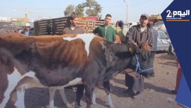 صورة تمديد آجال الترشح للإحصاء الميداني للأغنام والماعز