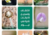 صورة السعودية تسجل 8 أنواع جديدة من النباتات النادرة على مستوى العالم  أخبار السعودية